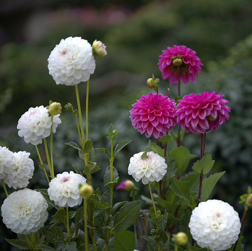 Blumen