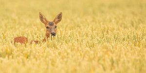 Rehe im Korn von Kris Hermans