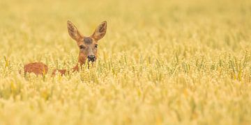 roe deer in the grain by Kris Hermans