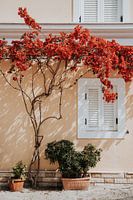 Beautiful red blossom