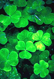 Shamrocks