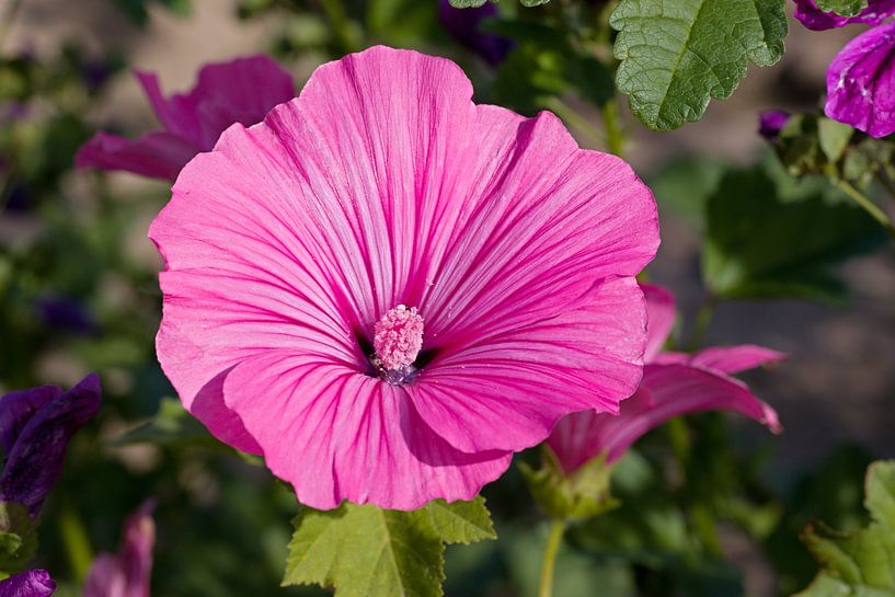 Cosmos bipinnatus Pink Blush by W J Kok