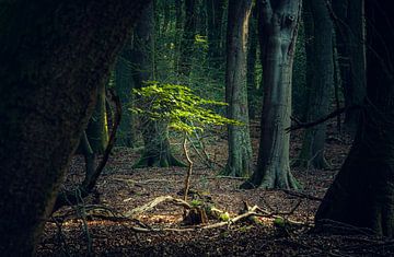 Young beech tree in sunlight by Fotografiecor .nl
