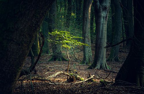 Young beech tree in sunlight