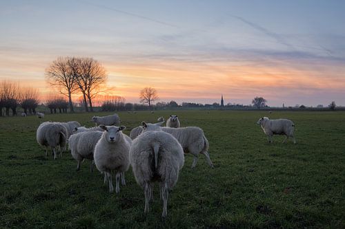 Schapen bij Ravenswaaij-Betuwe