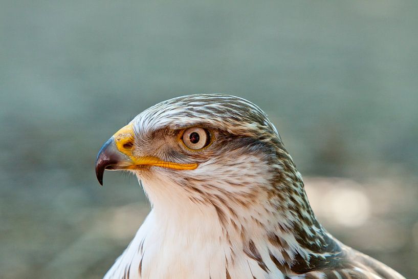 Roofvogel van Guido Akster