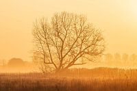 Arbre solitaire