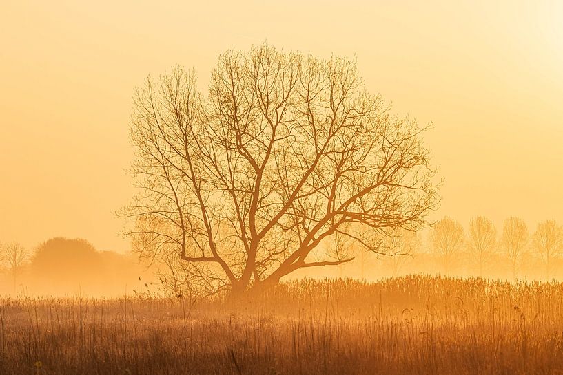 Arbre solitaire par Bert van Wijk