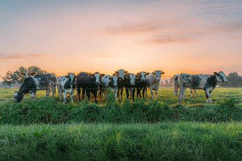 NR. 2 - Eine Landschaft mit Kühen, die morgens friedlich auf der grünen Weide grasen.