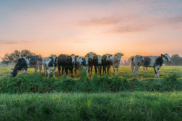 NR. 2 - Een landschap met koeien die 's ochtends rustig grazen in de groene weide. van tim xhofleer