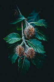 Bucheckern von snippefotografie