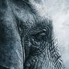 Elefant in Stille der Zeit und Textur von Eva Lee