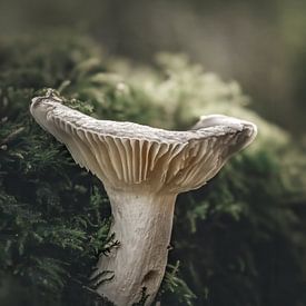 Mushroom by Maurice Cobben