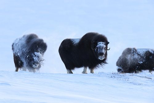 Muskusossen in de winter Dovre Nationaal Park Noorwegen
