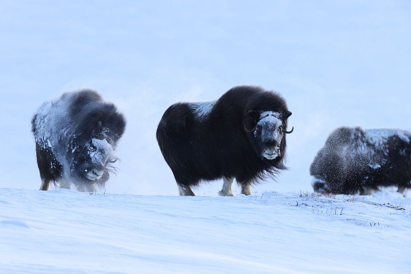 Musk Ox Winter Dovre National Park Norway by Frank Fichtmüller
