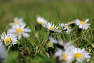 Daisy par Yvonne van Dormolen Aperçu