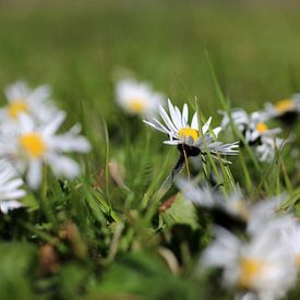 Daisy sur Yvonne van Dormolen