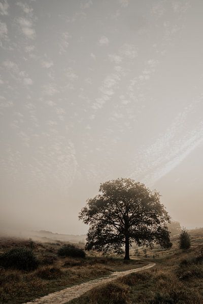 Arbre dans le brouillard par Anneke Vat