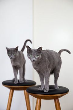Russian Blue katten Austin en Amelie van Janine Bekker Photography