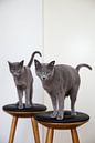 Russisch Blau Katzen Austin und Amelie von Janine Bekker Photography Miniaturansicht
