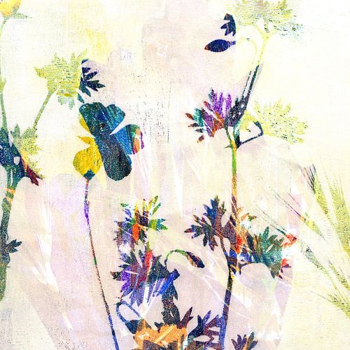 Flowers - Ombre et lumière