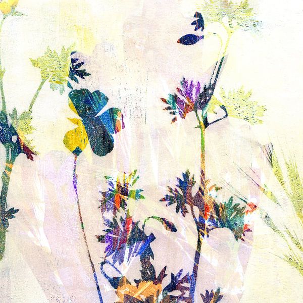 Flowers - Light and shadow by Claudia Gründler