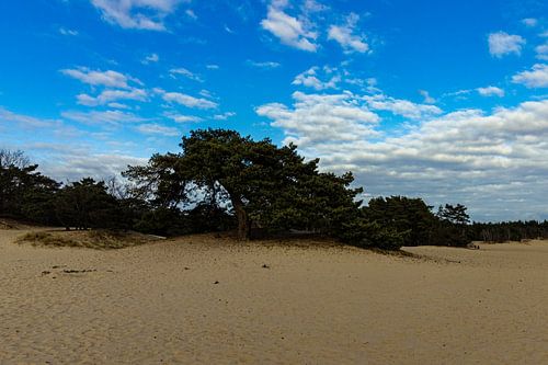 Arbres dans le banc de sable de la Heare