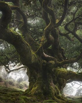 Koning onder de bomen