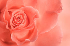 Inner Bloom