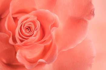 Inner Bloom