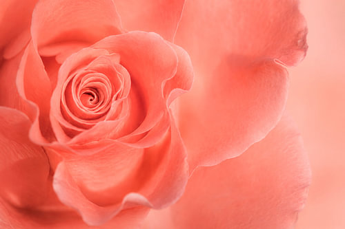 Inner Bloom