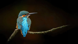 ijsvogel van H. Kiewiet