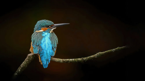 Eisvogel