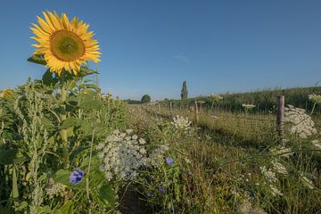 Sonnenblume von Moetwil en van Dijk - Fotografie