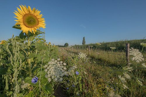 Zonnebloem