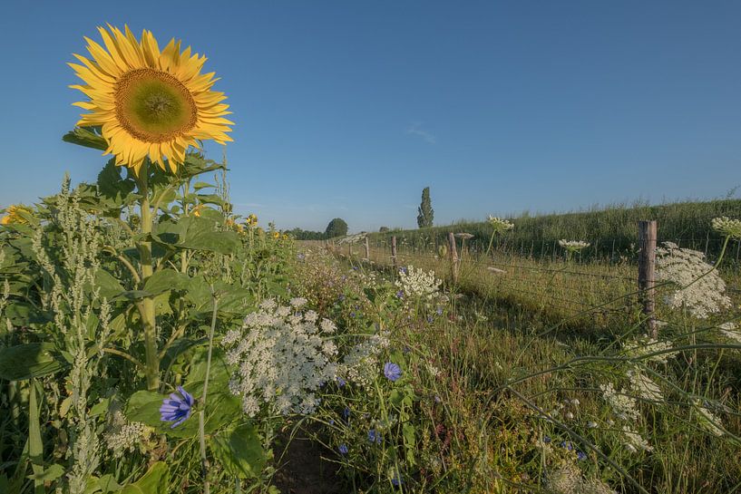 Sunflower by Moetwil en van Dijk - Fotografie