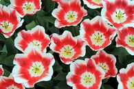 The Red and White Tulips van Cornelis (Cees) Cornelissen thumbnail