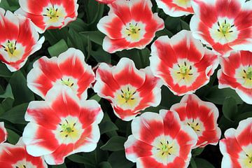 The Red and White Tulips van Cornelis (Cees) Cornelissen