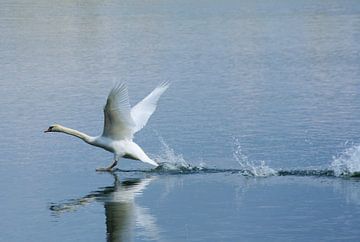 Ready for take off by Jurjen Jan Snikkenburg