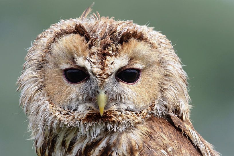 Tawny Owl (Strix aluco) by Ronald Pol