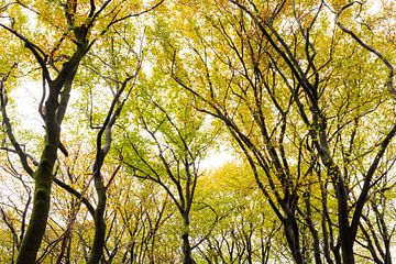 Arbres poussant jusqu'au ciel sur l'Utrechtse Heuvelrug - Pays-Bas sur Sjaak den Breeje