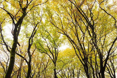 Bomen die groeien tot in de hemel op de Utrechtse Heuvelrug - Nederland