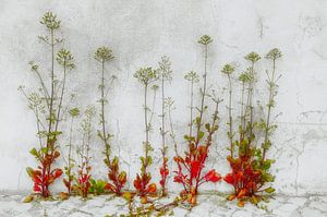 Fleurs contre un vieux mur
