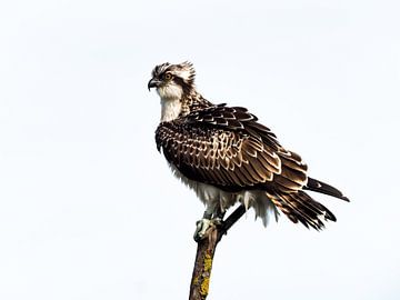 Visarend met kuifje van Liesbeth Vroege Natuurfotografie