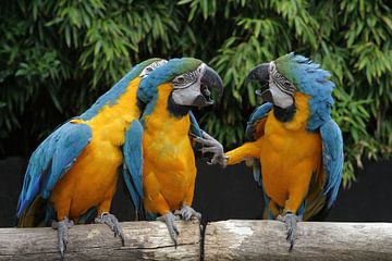 Papegaaien in discussie, waar zouden ze het over hebben? van Els Oomis