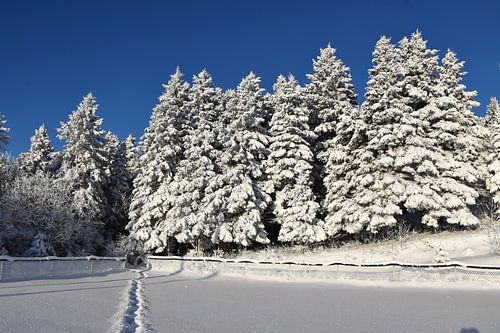 Voetafdrukken in de sneeuw