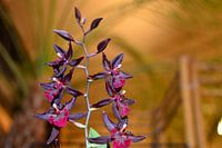 Orchidea