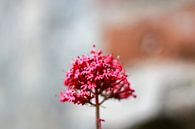The central pink flower von Petra Brouwer Miniaturansicht