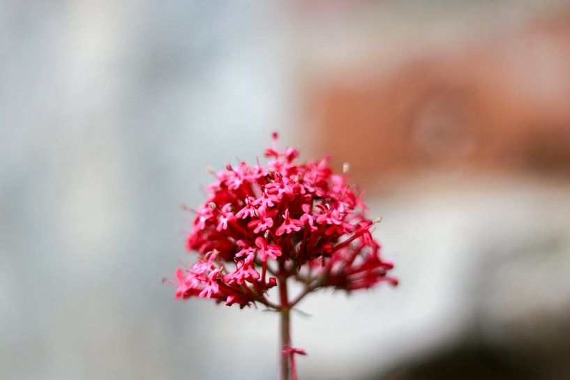 The central pink flower van Petra Brouwer
