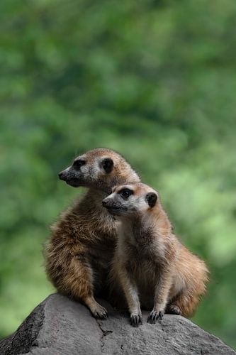 Twee stokstaartjes ( Suricata Suricatta )